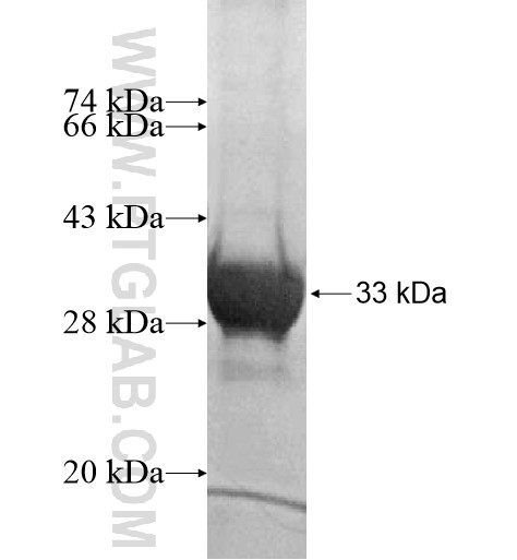 ZNF12 fusion protein Ag15733 SDS-PAGE