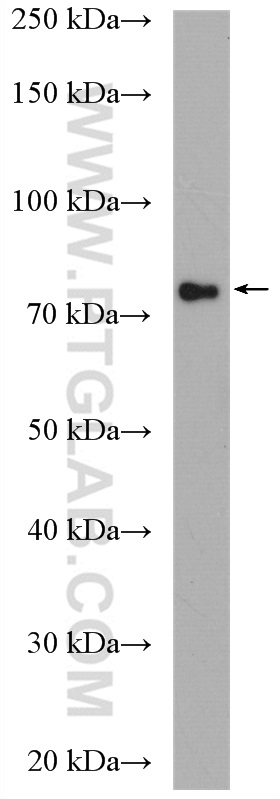 Western Blot (WB) analysis of mouse heart tissue using ZNF132 Polyclonal antibody (21681-1-AP)