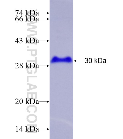 ZNF143 fusion protein Ag28507 SDS-PAGE