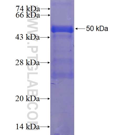 ZNF165 fusion protein Ag23311 SDS-PAGE