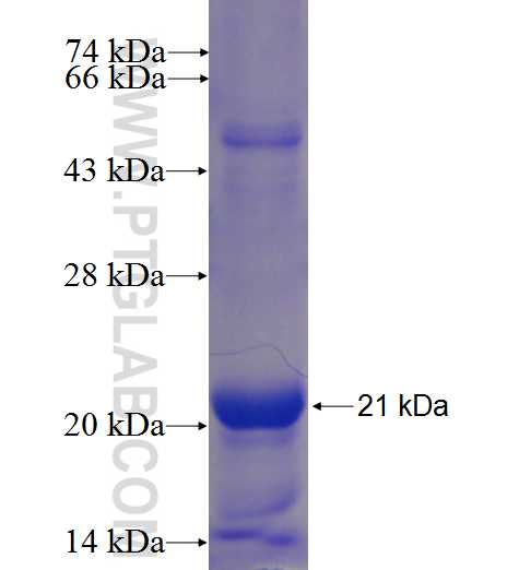 ZNF169 fusion protein Ag23817 SDS-PAGE