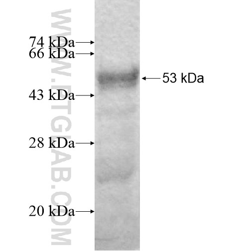 ZNF174 fusion protein Ag12963 SDS-PAGE