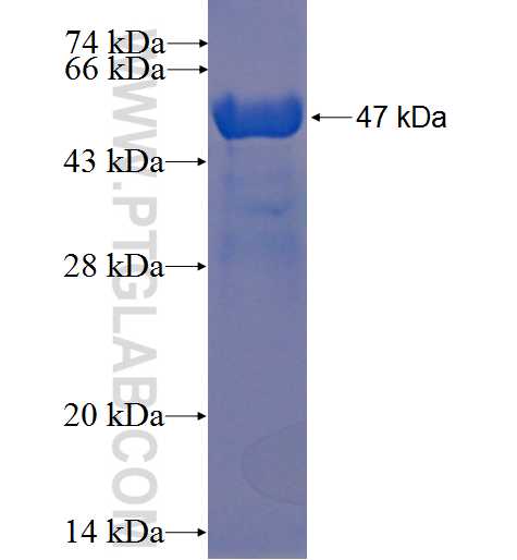 ZNF189 fusion protein Ag23264 SDS-PAGE