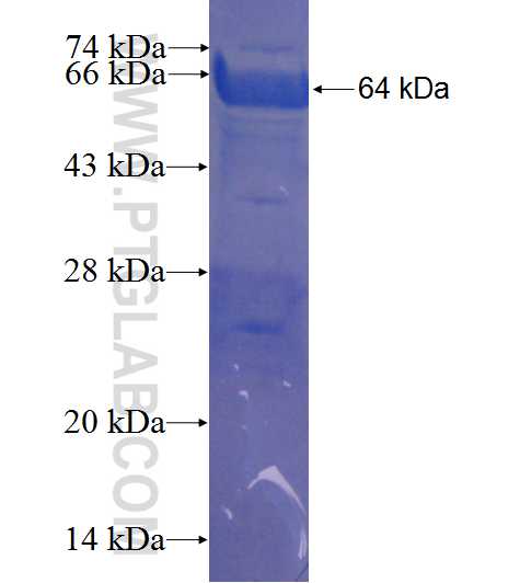 ZNF202 fusion protein Ag23859 SDS-PAGE