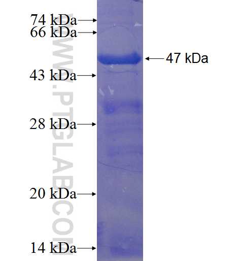 ZNF214 fusion protein Ag23182 SDS-PAGE