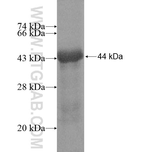 ZNF219 fusion protein Ag14028 SDS-PAGE