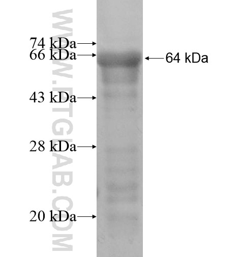 ZNF23 fusion protein Ag14755 SDS-PAGE