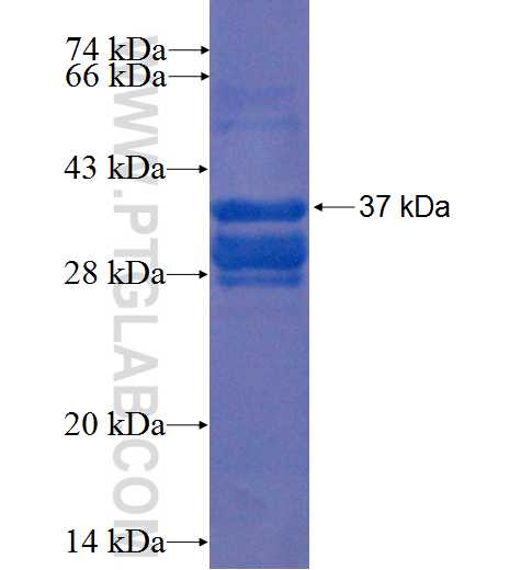 ZNF251 fusion protein Ag22347 SDS-PAGE