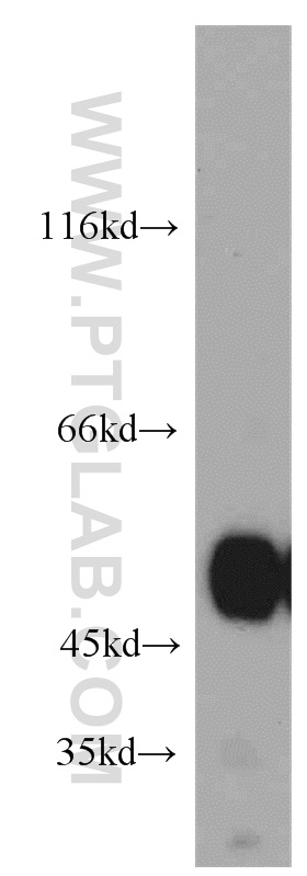 Western Blot (WB) analysis of human brain tissue using ZNF259 Polyclonal antibody (15558-1-AP)