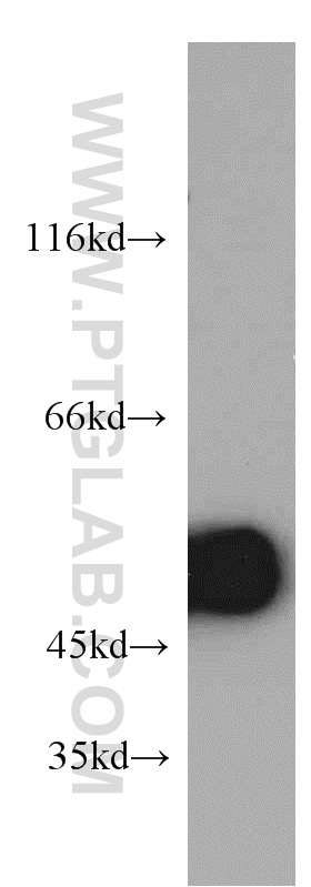 Western Blot (WB) analysis of HepG2 cells using ZNF259 Polyclonal antibody (15558-1-AP)