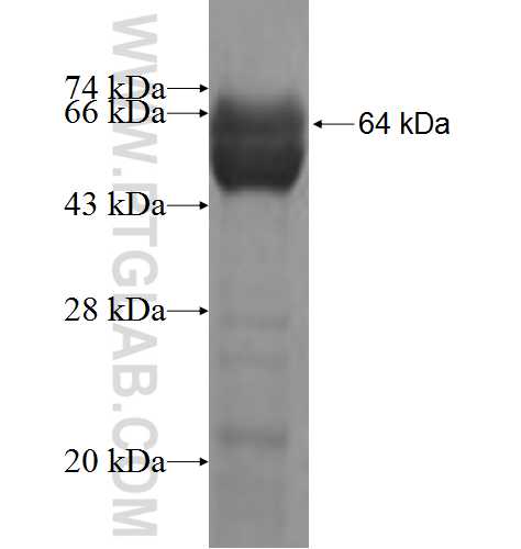 ZNF259 fusion protein Ag7980 SDS-PAGE