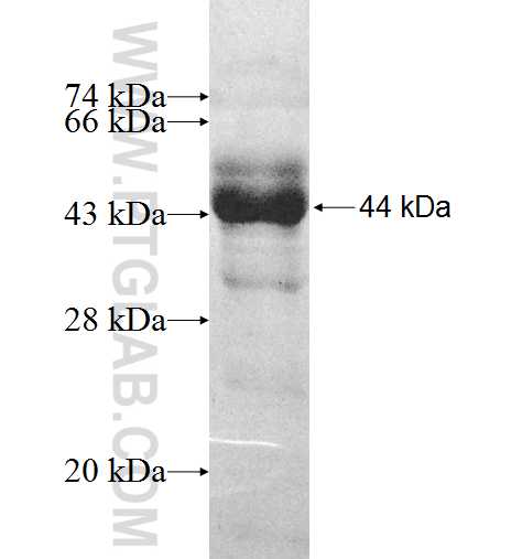 ZNF259 fusion protein Ag8312 SDS-PAGE