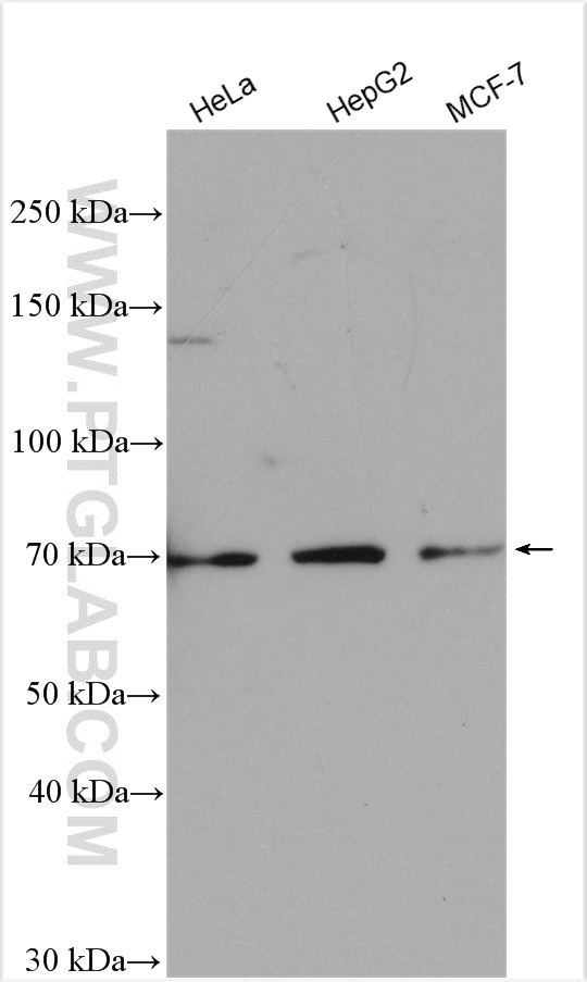 Western Blot (WB) analysis of various lysates using ZNF26 Polyclonal antibody (19839-1-AP)