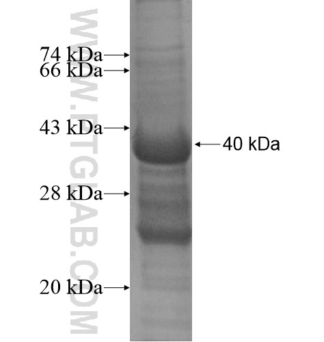 ZNF26 fusion protein Ag13837 SDS-PAGE