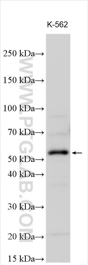 Western Blot (WB) analysis of various lysates using ZNF280A Polyclonal antibody (31903-1-AP)