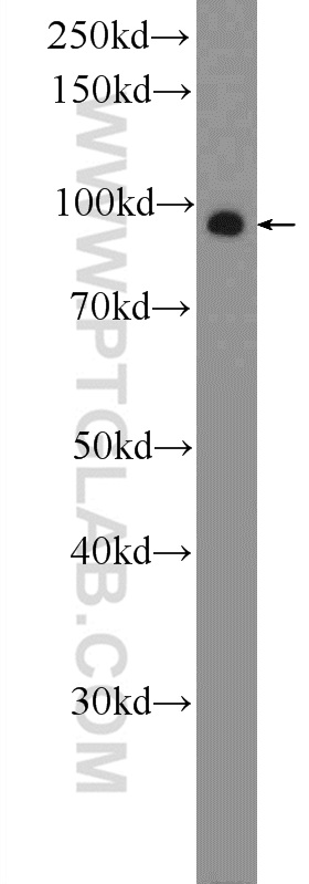 Western Blot (WB) analysis of A549 cells using ZNF287 Polyclonal antibody (22162-1-AP)