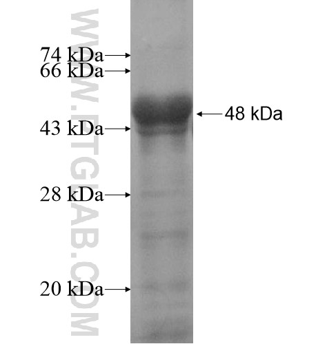 ZNF295 fusion protein Ag14422 SDS-PAGE