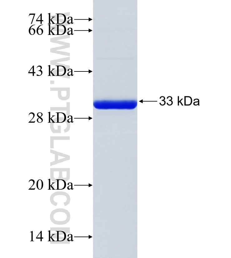 ZNF317 fusion protein Ag24144 SDS-PAGE