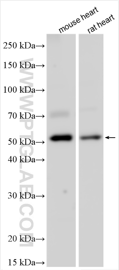 ZNF322A