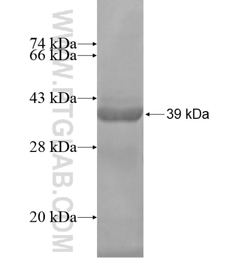 ZNF343 fusion protein Ag14356 SDS-PAGE