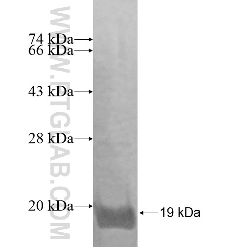 ZNF343 fusion protein Ag14871 SDS-PAGE