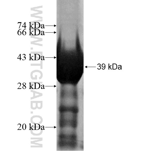 ZNF346 fusion protein Ag15169 SDS-PAGE