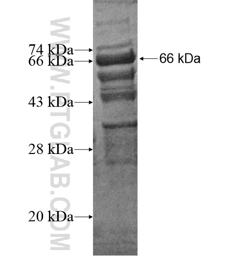 ZNF35 fusion protein Ag10432 SDS-PAGE