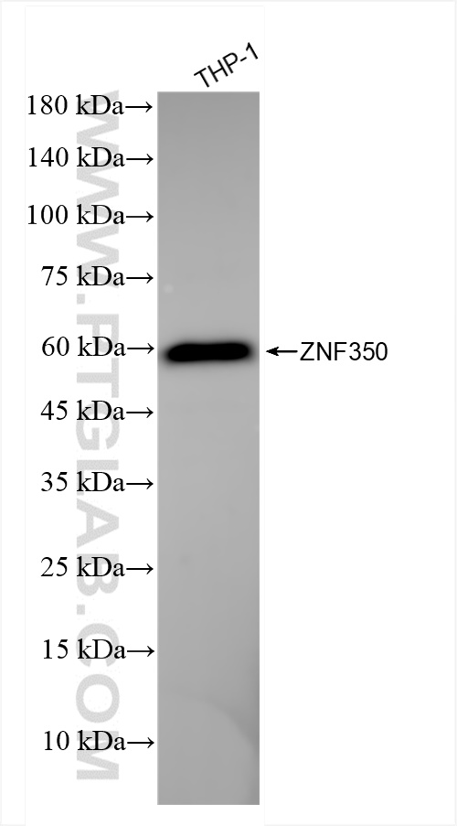 Western Blot (WB) analysis of THP-1 cells using ZNF350 Recombinant antibody (84121-5-RR)