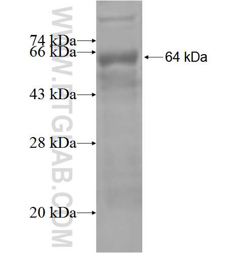 ZNF354A fusion protein Ag5142 SDS-PAGE