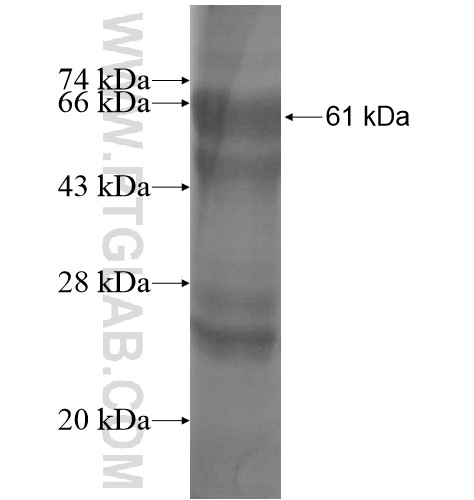 ZNF397 fusion protein Ag14712 SDS-PAGE