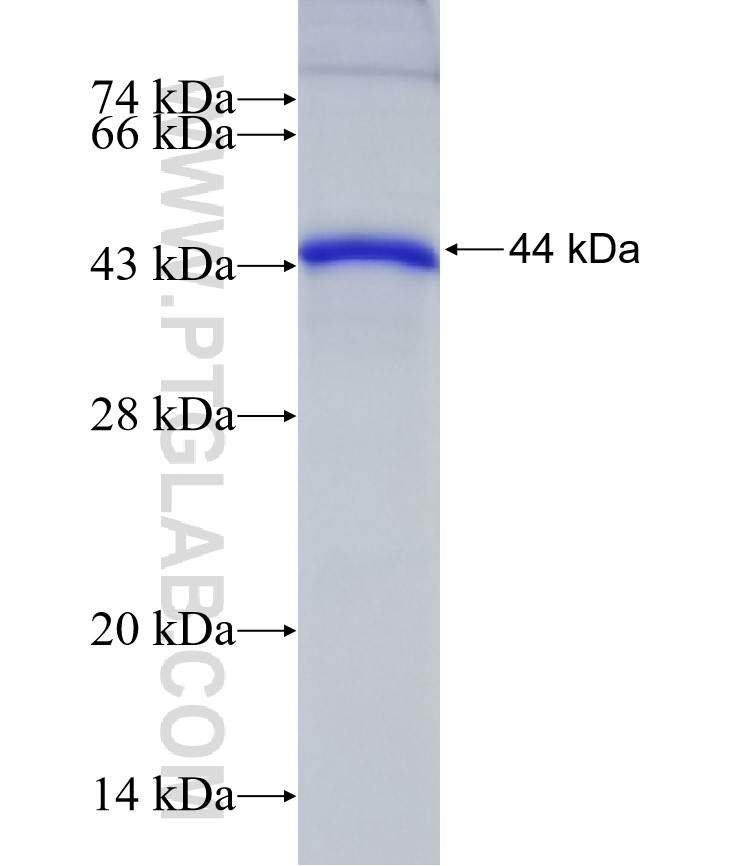 ZNF410 fusion protein Ag6189 SDS-PAGE