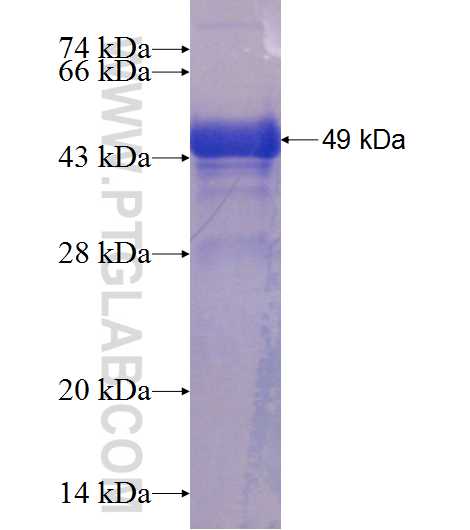 ZNF436 fusion protein Ag23593 SDS-PAGE