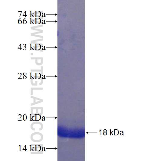 ZNF436 fusion protein Ag23661 SDS-PAGE