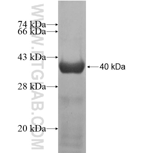 ZNF480 fusion protein Ag15298 SDS-PAGE