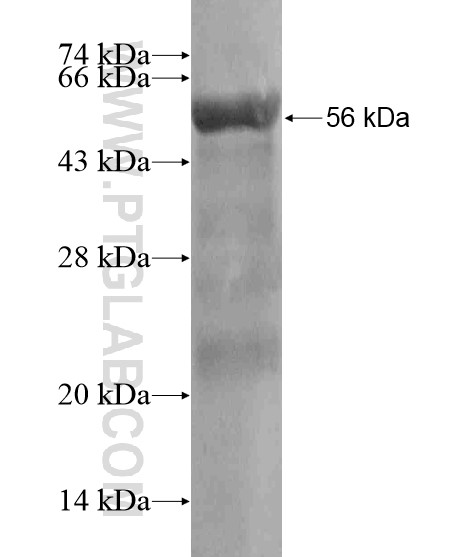 ZNF483 fusion protein Ag18739 SDS-PAGE