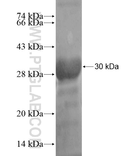 ZNF483 fusion protein Ag18912 SDS-PAGE