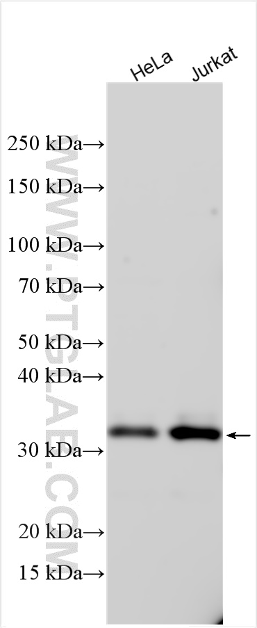 ZNF511