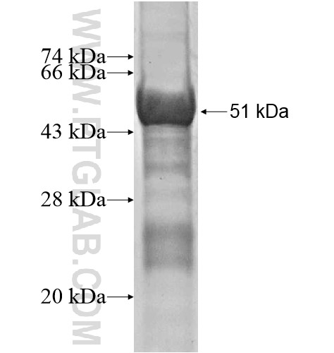 ZNF511 fusion protein Ag15017 SDS-PAGE