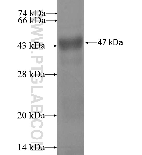 ZNF513 fusion protein Ag13343 SDS-PAGE