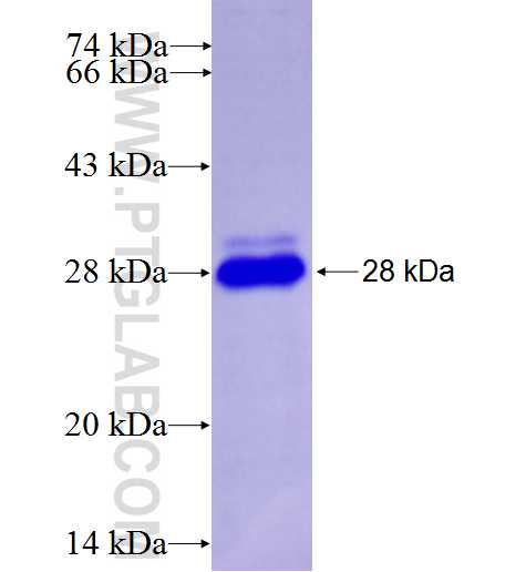 ZNF555 fusion protein Ag26914 SDS-PAGE