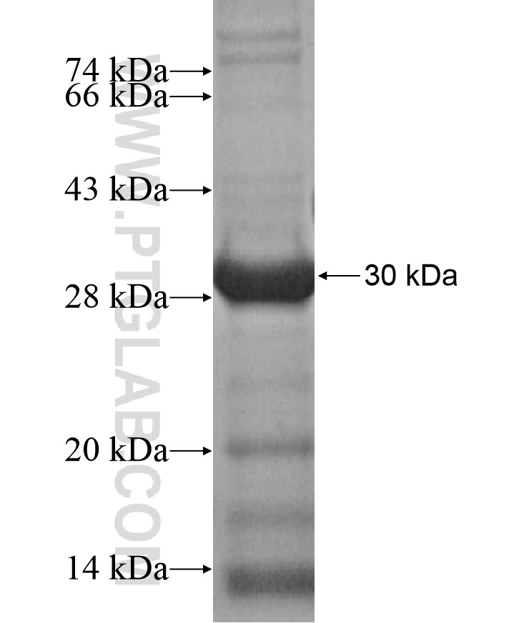 ZNF560 fusion protein Ag17238 SDS-PAGE