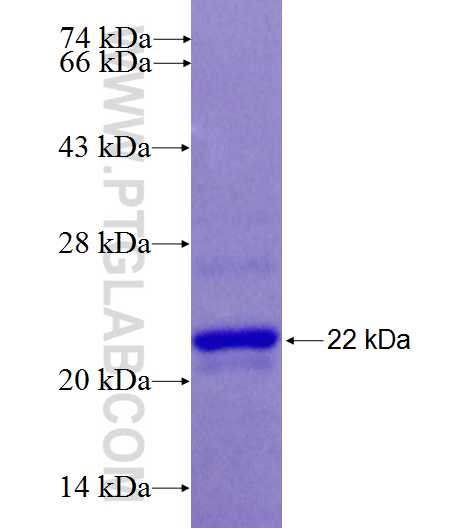 ZNF570 fusion protein Ag26893 SDS-PAGE