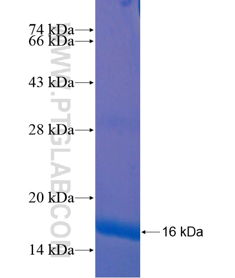 ZNF573 fusion protein Ag20460 SDS-PAGE