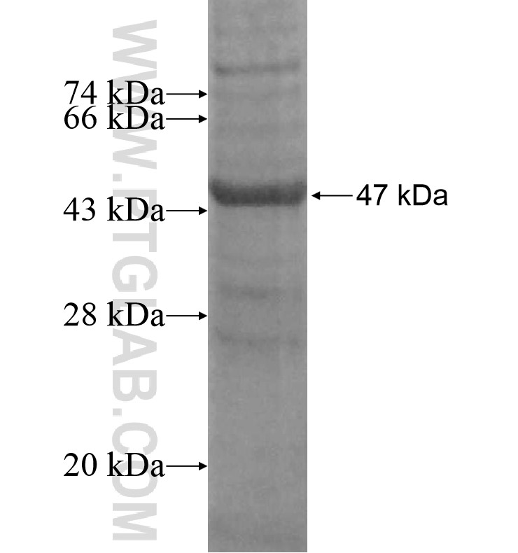 ZNF583 fusion protein Ag16408 SDS-PAGE