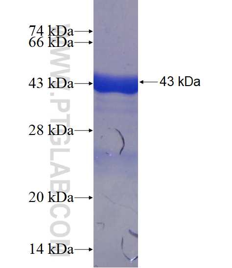 ZNF592 fusion protein Ag23204 SDS-PAGE