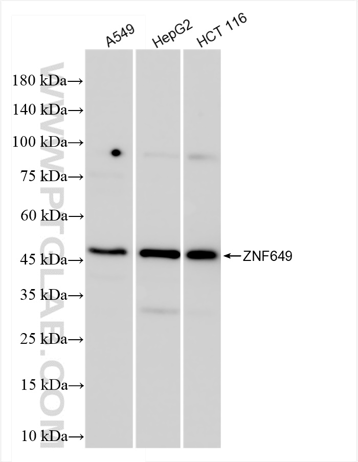 Western Blot (WB) analysis of various lysates using ZNF649 Recombinant antibody (84624-4-RR)