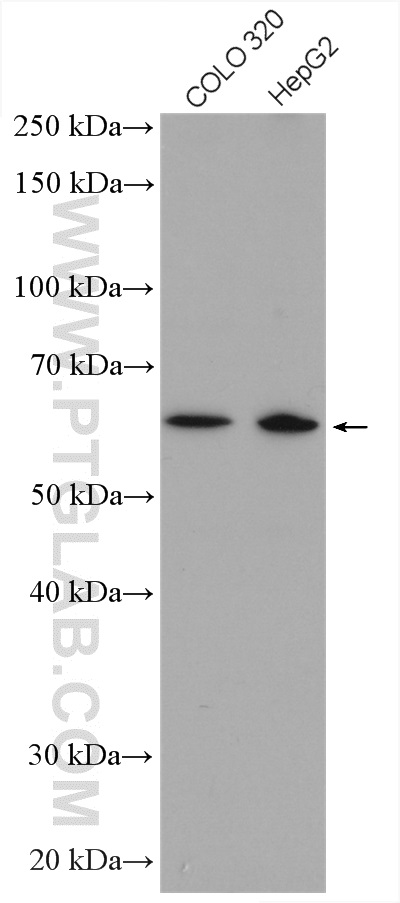 Western Blot (WB) analysis of various lysates using ZNF674 Polyclonal antibody (24747-1-AP)