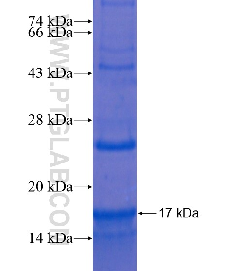 ZNF674 fusion protein Ag21576 SDS-PAGE