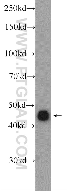 Western Blot (WB) analysis of mouse testis tissue using ZNF689 Polyclonal antibody (25573-1-AP)