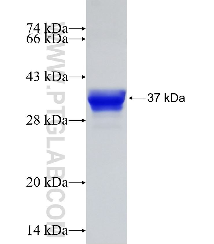 ZNF689 fusion protein Ag22252 SDS-PAGE